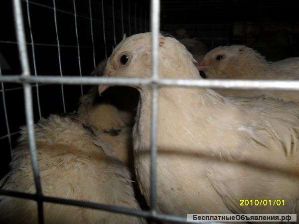 Техасская порода перепелов