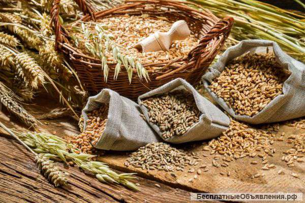 Пшеницу, кукурузу оптом