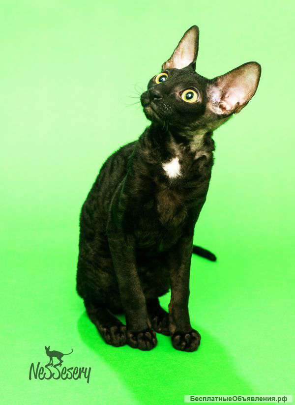 Котенок Корниш Рекс - Nessesery Yang