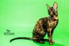 Котенок Корниш Рекс - Nessesery Yolanda
