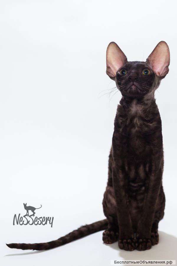 Котенок Корниш Рекс - Nessesery Yoshi