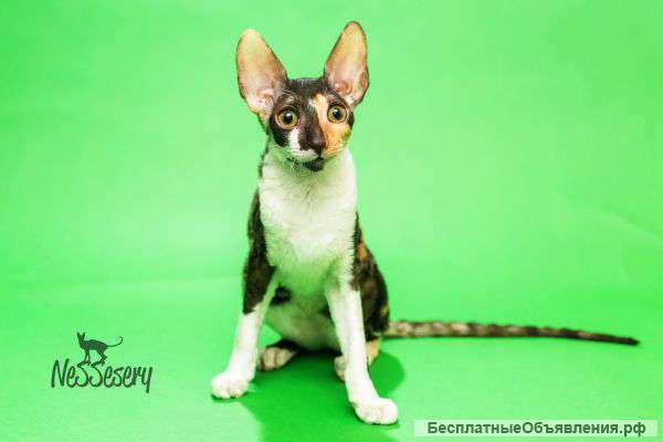 Котенок Корниш Рекс - Nessesery Yoky