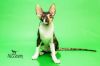 Котенок Корниш Рекс - Nessesery Yoky