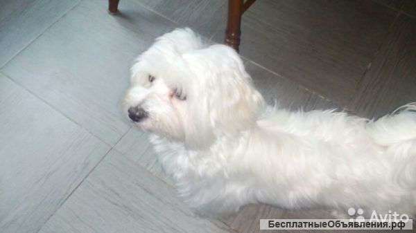 Мальтийская болонка. Кобель.