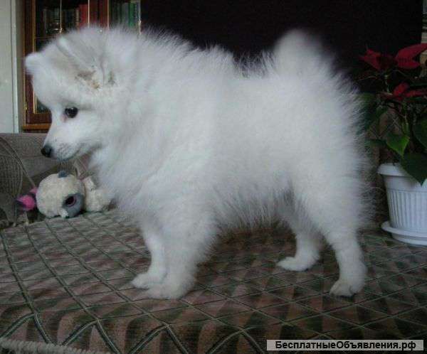 Японский шпиц подрощенная девочка