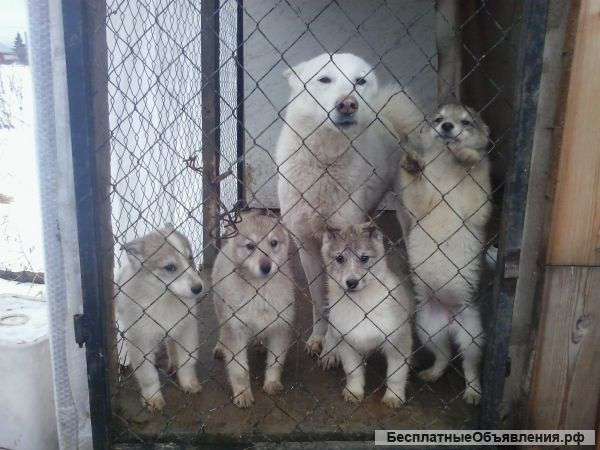 Щенки ЗС лайки от рабочих родителей
