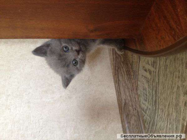 Британские котята
