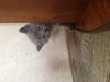 Британские котята