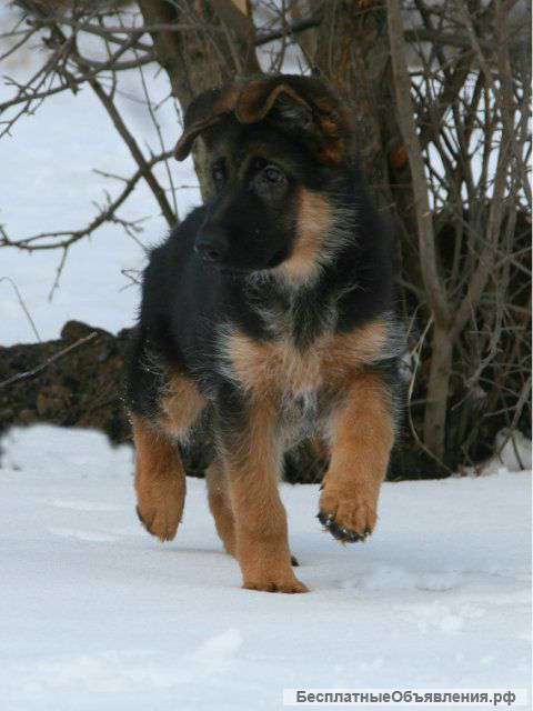 Щенок Немецкой овчарки