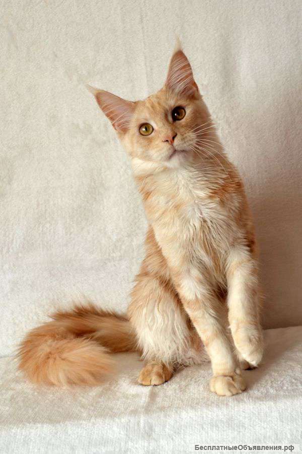 Очаровательные котята мейн кун