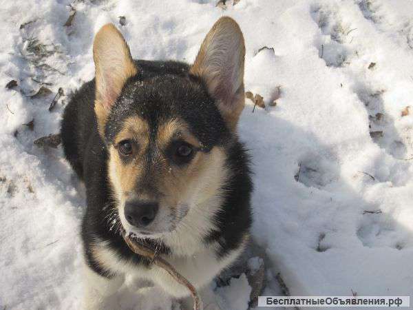 Щенков вельш корги пемброк и ищу кобеля для вязки