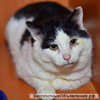 В надежные руки добрый,ласковый котик