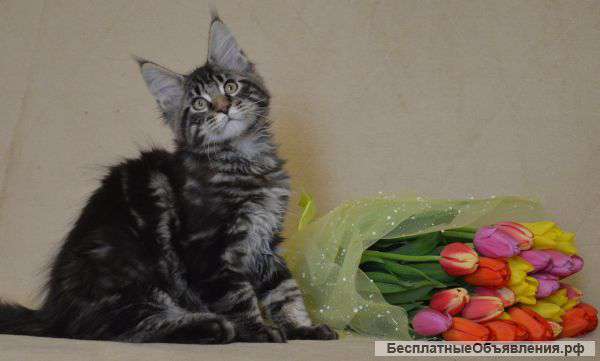 Котята породы мэйн-кун