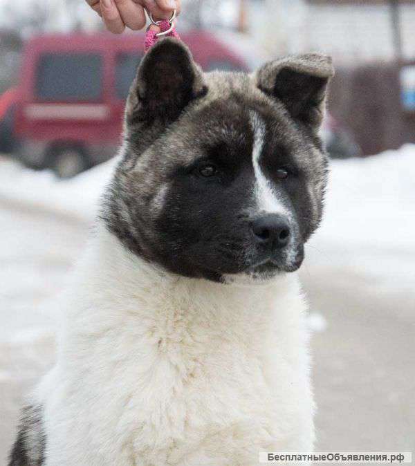 Перспективные щенки Американской Акиты