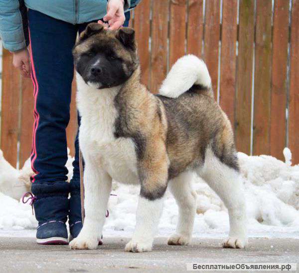 Щенки Американской Акиты