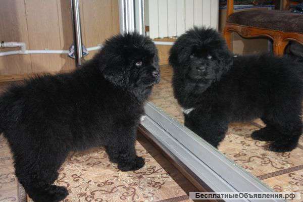 Щенки тибетского мастифа