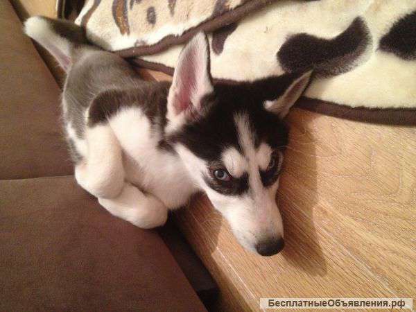 Подрощенная хасочка ищет дом