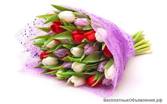 Тюльпан гигант