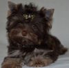 Йорк коричневого окраса, мальчик