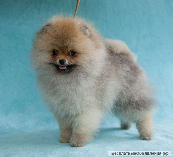 Померанский шпиц