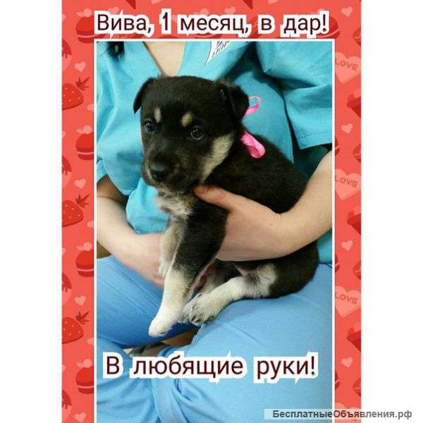 В надежные руки добрая малышка Очень нужен хозяин