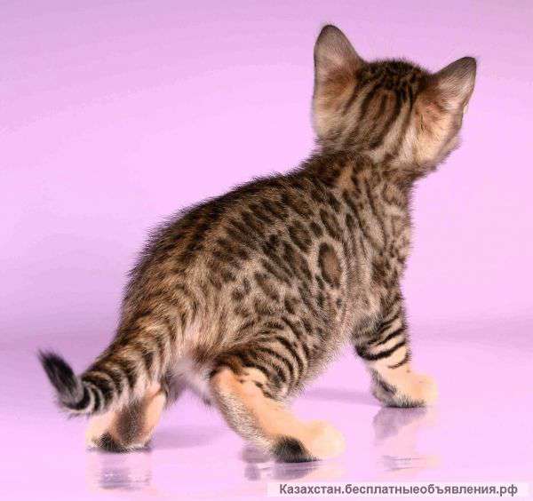 Ласковые маленькие леопардики