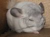 Качественные шиншиллы из домашнего питомника Nice Chinchillas