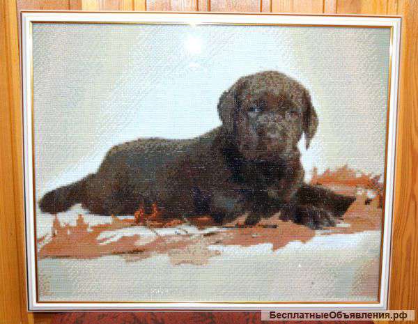 Картина "Щенок лабрадора"