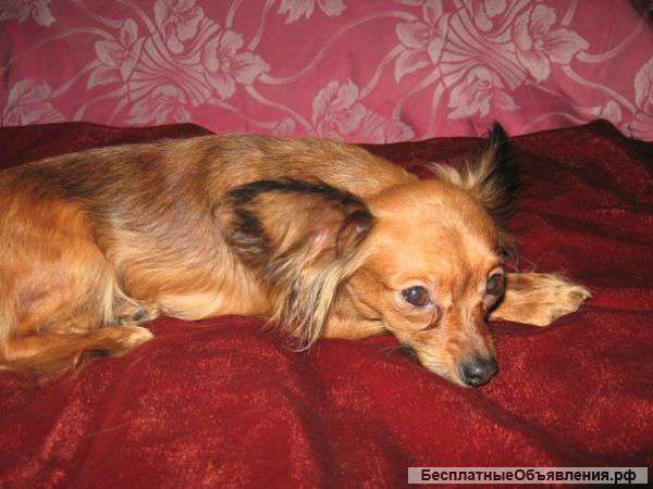 Той терьероов