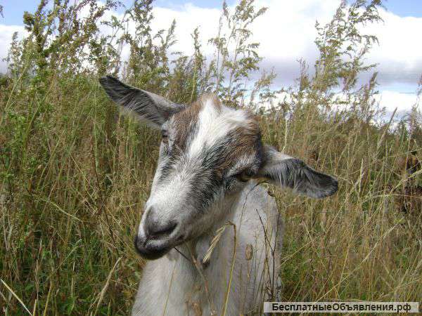 Вкусное и полезное козье молоко с доставкой в Красноярск