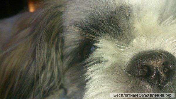 Девочка ши-тцу.Вязка. Шаховская.