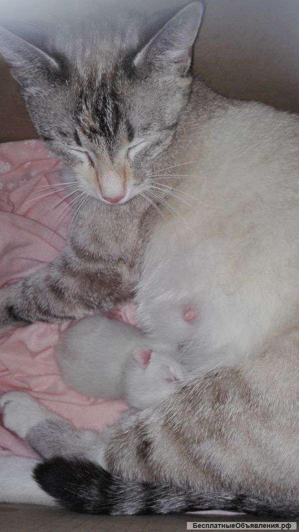 Отдам котенка