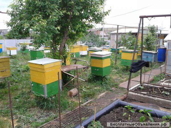 Улья с пчелосемьями и мед