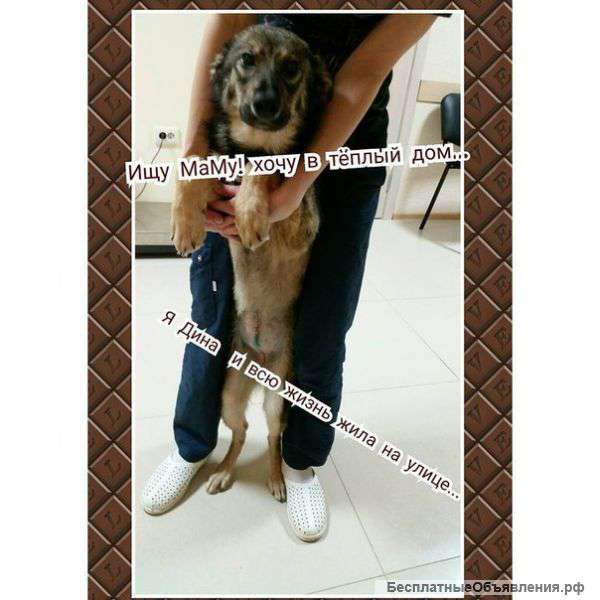 В хорошие и надежные руки добрая,ласковая девочка