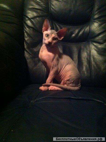 Подрощенная девочка канадского сфинкса для разведения