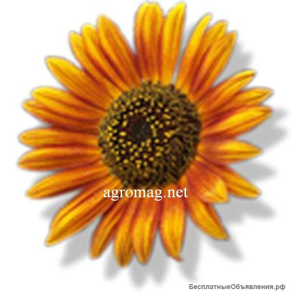 Гибридные семена подсолнечника, кукурузы