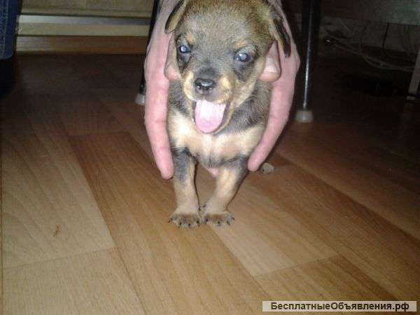 Той терьеры