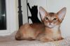 Абиссинские котята,американские линии