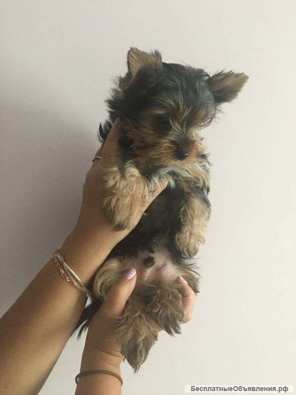 Кукольные щенки йорка, 2 мес