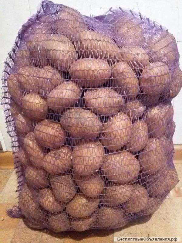 Картофель оптом