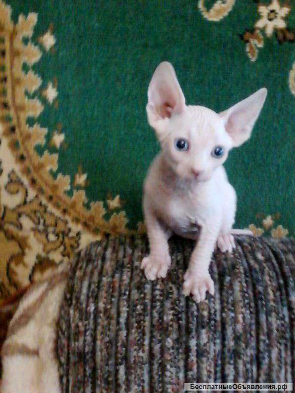 Кота для вязки