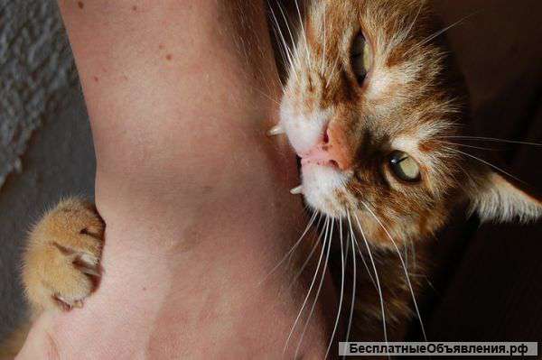 Коррекция поведения кошки