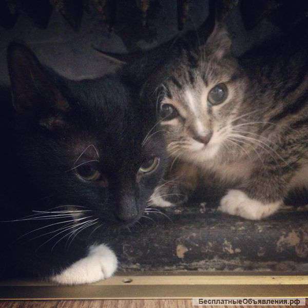 В хорошие руки котята,очень ласковые Не дайте им погибнуть