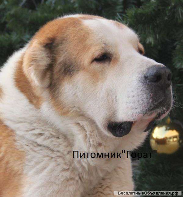 Щенки сао внуки Ч-Юзбаша из Александровой Слободы