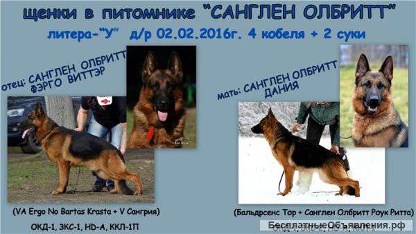 Щенки нем. овчарки от чемпионов