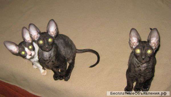 Корниш рекс