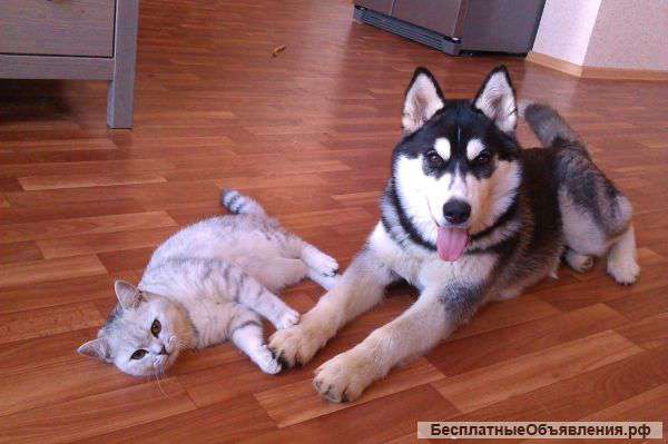 Отдам в хорошие руки