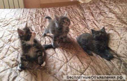 МЕЙН КУН котята из п-ка "Silver Blossom"