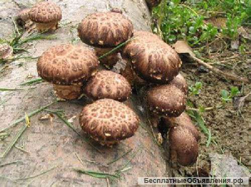 Шиитаке домашние грибы