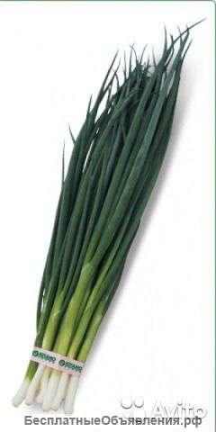 Лук зеленый